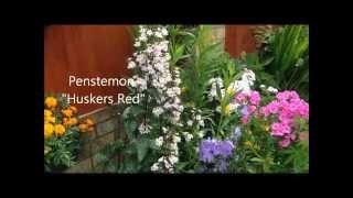 Penstemon huskers Red in flower help care and propagation [upl. by Warfore]