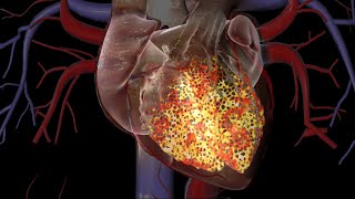 Cardiac Conduction System [upl. by Koenraad]