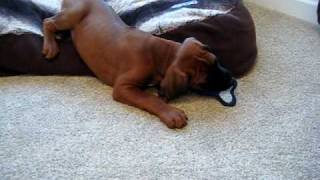 8 WEEK OLD RHODESIAN RIDGEBACK PUPPY PLAYING [upl. by Goldy853]