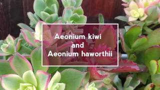 Succulent  Aeonium kiwi and Aeonium Haworthii [upl. by Windham]