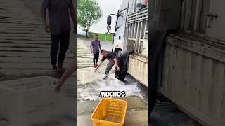 Pescadores luchan contra la PRESIÓN del agua para salvar a los peces 😱 [upl. by Ainnet]