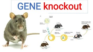 KNOCKOUT MICE in hindi [upl. by Selby63]