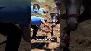 Спасли привязанную в горах лошадь 😱🔥🐴 [upl. by Fonzie455]