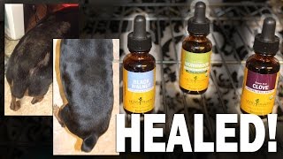 How I Healed My Dog From Mites Naturally With Herbs Also Works For Cats [upl. by Yelrahs456]