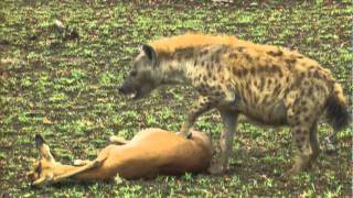 Gazelles LUCKY ESCAPE from CHEETAH and HYENA by PLAYING DEAD [upl. by Nrehtac]