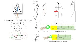 Amino acid Protein Enzyme Introductionthebigconceptpgtopics6291 [upl. by Ahsilet]