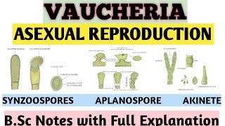 VAUCHERIA  Asexual Reproduction by Synzoospore Aplanospore Akinete BSc Botany notes ZBC [upl. by Eenahpets747]