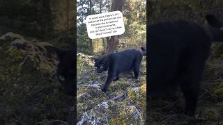 Wobbly cat in a big world cerebellarhypoplasia blackcat adventurecat vanlife [upl. by Htebzil555]