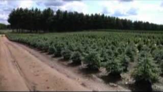 Behind the Scenes at a Christmas Tree Farm [upl. by Reisinger]