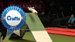 Rescue Dog Agility ft Olly the Jack Russell  Crufts 2017 [upl. by Dolly]