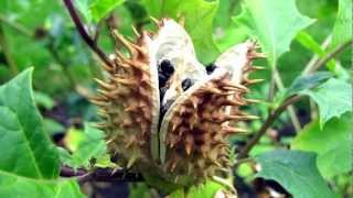 An insane Datura Stramonium Tripreport  Read aloud [upl. by Rosana]