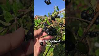 Aronia is a superfood nature berries naturelovers norway norwaylife [upl. by Marriott399]