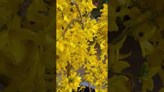 Forsythia Magical Gold blooms after 8 days [upl. by Schoenfelder]