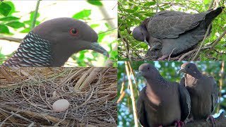 PALOMA PICAZURÓ  PICAZURO PIGEON  Nido  huevo  pichón 50 días en unos minutos [upl. by Savina460]