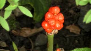 Poisonous Plants 121 Arum maculatum lords amp ladies cuckoopint [upl. by Lehar300]