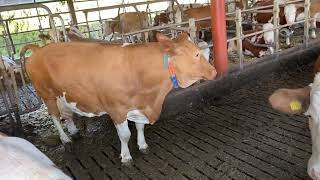 Fleckvieh cow with nine lactations 9800 litres per year [upl. by Nosiddam]