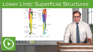 Lower Limb Superficial Structures amp Cutaneous Innervations – Anatomy  Lecturio [upl. by Bennion]