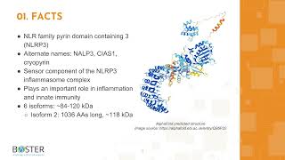 Learn NLRP3 in 3 minutes  CIAS1NALP3NLRP3Cryopyrin [upl. by Charlet]