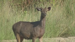 Rajaji tiger reserve chilla range safari Haridwar [upl. by Aicatsana]