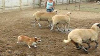 Corgi Sheep Herding [upl. by Rosabelle486]