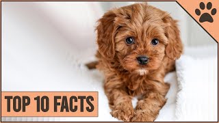 Cockapoo Dog Breed  Top 10 Facts [upl. by Studdard]