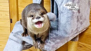 A Furious Otter Aty Is Unexpectedly Cute Otter Life Day 900 [upl. by Sanoj]