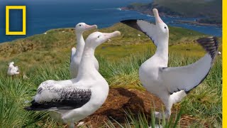 Albatrosses LifeLong Bond Begins With Elaborate Courtship – Ep 3  Wildlife Resurrection Island [upl. by Meg366]