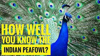 Indian Peafowl  Description Characteristics and Facts [upl. by Anez]