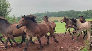 Calling the Exmoor Pony Herd [upl. by Gaiser]