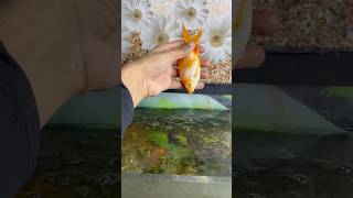 Goldfish 🐟mar gai 😞 my goldfish is dead goldfish petsvlog aquariumpets aquarium petsvlog [upl. by Ravahs]