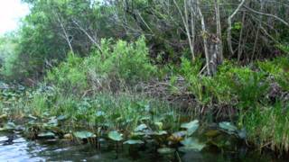 Miami  Alligators and More Alligators  Everglades Park  South Beach  Florida [upl. by Gladys]