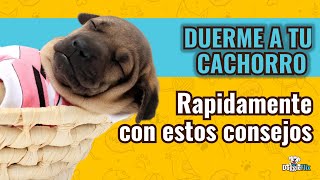 ¿CÓMO DORMIR A UN CACHORRO TODA LA NOCHE [upl. by Sommers]