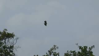 European Honey Buzzard  Wespendief  Westbroek NL  1582024 [upl. by Hayashi]