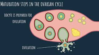 Oogenesis  the ovarian cycle Part 1 [upl. by Quinn]