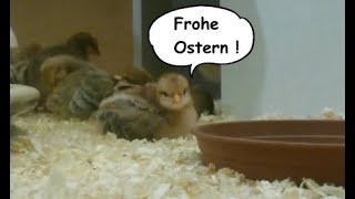 Ich wünsche dir Frohe Ostern – Ostergruß für dich – Ostergrüße zum versenden [upl. by Llatsyrk360]