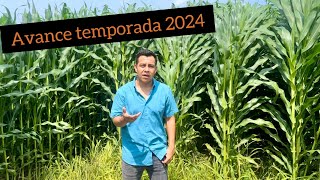 Cultivo de maíz avance de temporada 2024 [upl. by Anahir135]