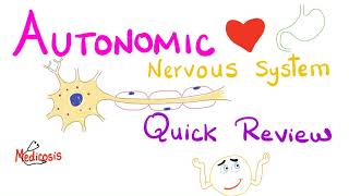 Autonomic Nervous System ANS  Quick Review  Physiology Series [upl. by Edelstein]