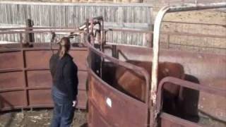 Cattle Handling for Backgrounding Feedlots [upl. by Rysler453]