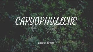 Caryophyllene I Terpene I Dr Pepper Hernandez [upl. by Ahsinod391]