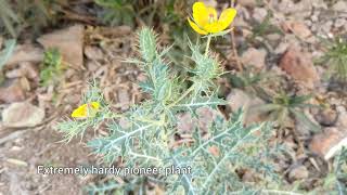 Argemone mexicana  Mexican Poppy Maxican Prickly Poppy Satyanashi cardo cardosantoPrickly Leaf [upl. by Mitzl]