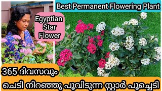 Pentas Complete Care  Flowering Tips amp Propagation  പെന്റസ് ചെടി ഒത്തിരി പൂവിടാൻ ചില ടിപ്സ് [upl. by Maddeu]