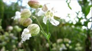 Bladder Campion Silene Vulgaris  20120811 [upl. by Bayly]