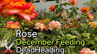 Rose🌹December Feeding✂️Deadheading [upl. by Giraldo]