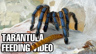 Tarantula FeedingWatering Video Fastest Takedowns [upl. by Seen]