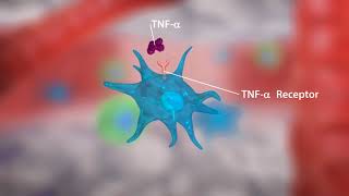 TN Alpha Inhibitors in Rheumatoid Arthritis [upl. by Helali]