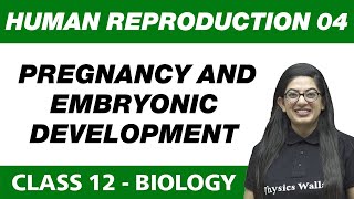 Human Reproduction 04  Pregnancy and Embryonic Development  Class 12 NCERT [upl. by Newkirk]