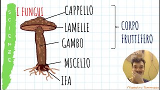 IL REGNO DEI FUNGHI  Video lezione di scienze per la classe quarta di scuola primaria [upl. by Aland986]