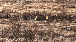 Tree Planters Planting MCP Container Loblolly Pine February 2022 Video 1 of 2 [upl. by Esinwahs30]