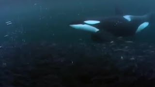 Killer Whale Goes Fishing  BBC Earth [upl. by Kimball234]