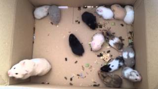 Syrian Hamster Babies  Day 25 [upl. by Minton661]